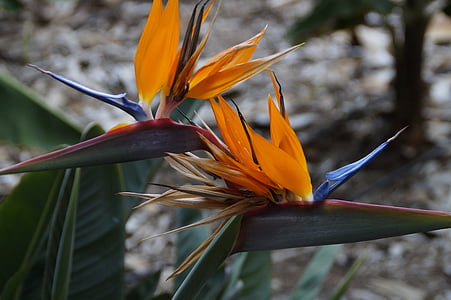 strelizie, εξωτικά, λουλούδι πουλιών του παραδείσου, παράδεισο λουλούδι, strelitziaceae, caudata του θερμοκηπίου, caudata