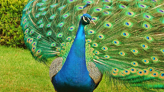 peacock, bird, birds, tail