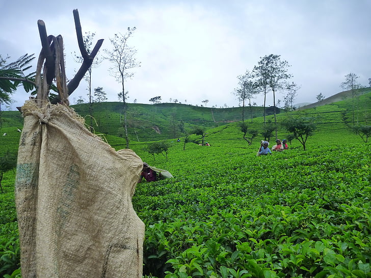 Sri lanka, Ceylon, tēja, laukos, Tamils, lauksaimniecība, daba