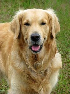 dog, golden, retriever, pet, animal, canine, breed