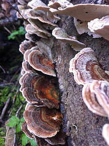 nature, mushroom, log, forest, natural, organic, brown