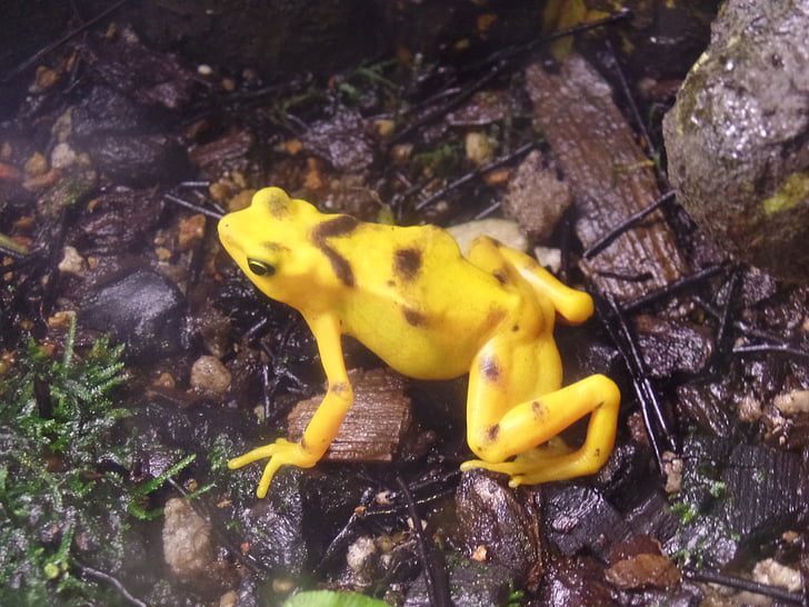 frog, yellow, colorful, nature, animal, poisonous, amphibian