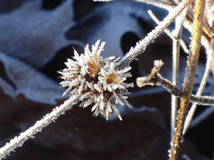 frost, frozen branch, frozen, branch, winter, cold, iced
