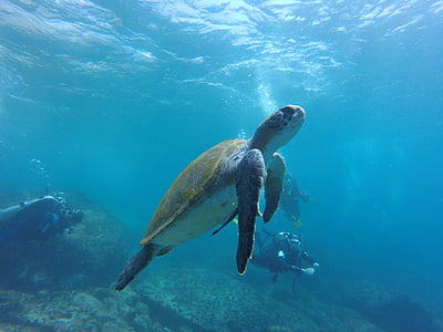 havskildpadde, dykning, Mar, vand, dykker