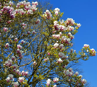 Magnolia, magnoliatre, våren, rosa, anlegget, Blossom, blomst