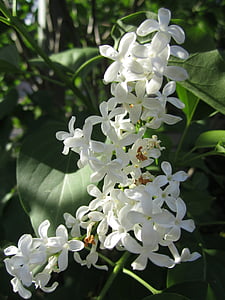 biljka, Jasmin, cvijeće, bijeli