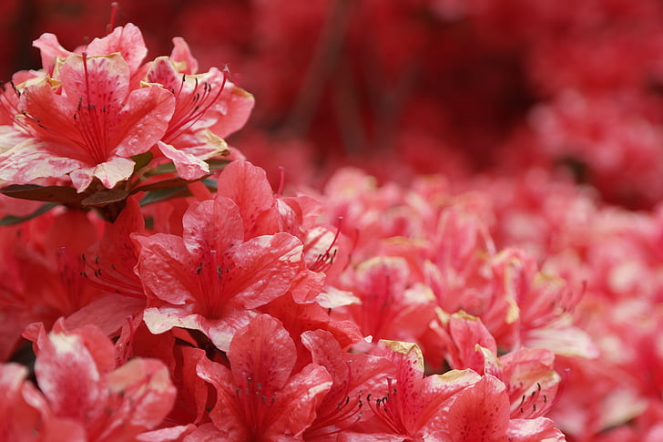 Azalea, flors, Rosa, natura, flors de color vermell, primavera, hwasaham