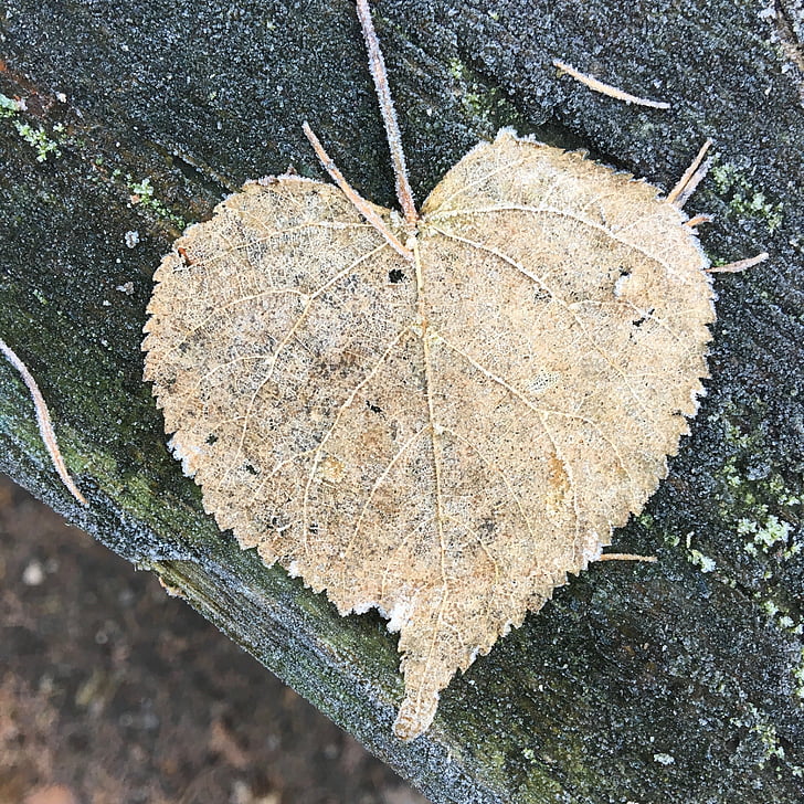 leaf, frost, heart, symbol, cold, wood, close-up