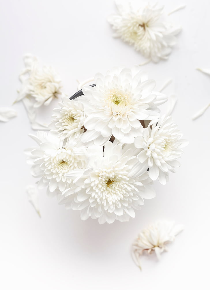 λευκό, λουλούδι, άνθιση, άνθη, φύση, φυτό, πέταλα