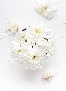 putih, bunga, mekar, bunga, alam, tanaman, kelopak bunga