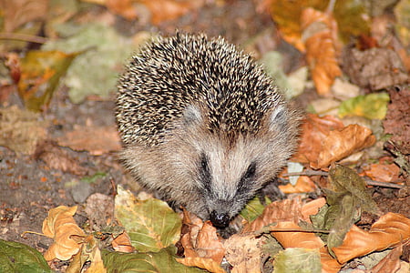hedgehog, động vật có vú, thúc đẩy, động vật, foraging, Hannah, trẻ
