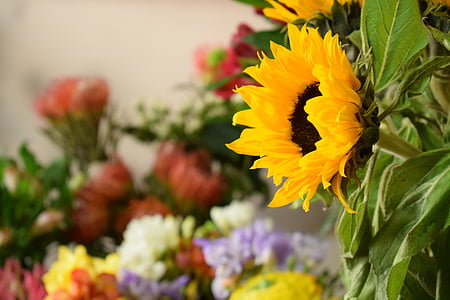 sunflower, flowers, floral, plant, garden, colorful, color