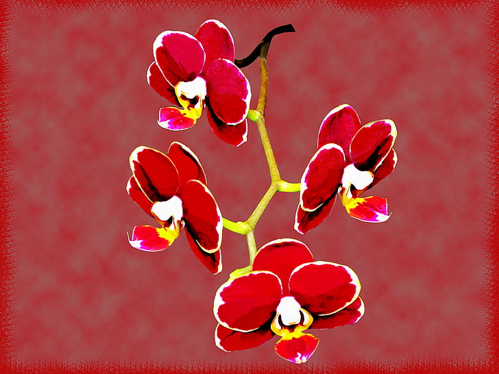 Orchidee, Vintage Blumen, Blume