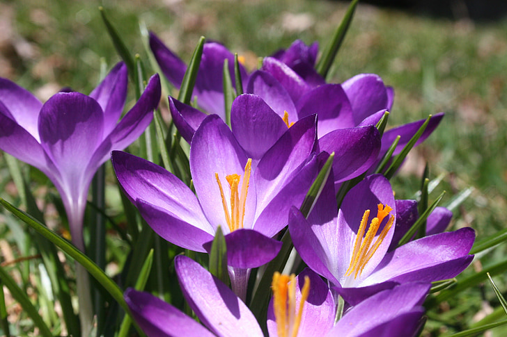 Crocus, primavera, púrpura, flor, floración, naturaleza, hierba