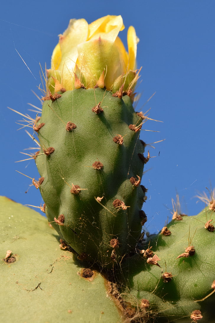 prickly pear, Cactus, cactus broeikasgassen, stekelig, Cactaceae, Middellandse Zee, Spur