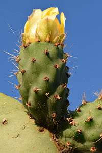 pistelevä päärynä, Cactus, Cactus kasvihuonekaasujen, piikikäs, Cactaceae, Välimeren, Kannus
