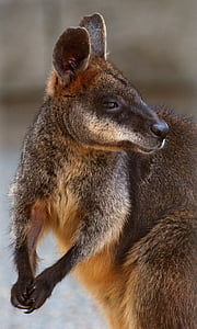 swamp wallaby, kangaroo, standing, looking, wildlife, zoo, marsupial