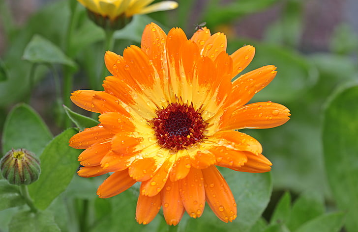 Marigold, Calendula, Blossom, Bloom, bi couleur, jardinage, naturopathie
