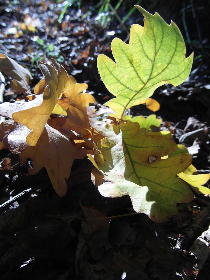 hösten, lövverk, Oak, hösten guld, träd, naturen, skogen