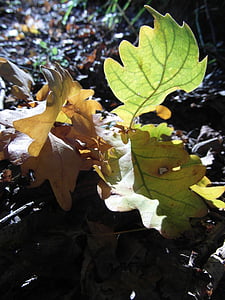 podzim, listoví, dub, zlatý podzim, strom, Příroda, Les