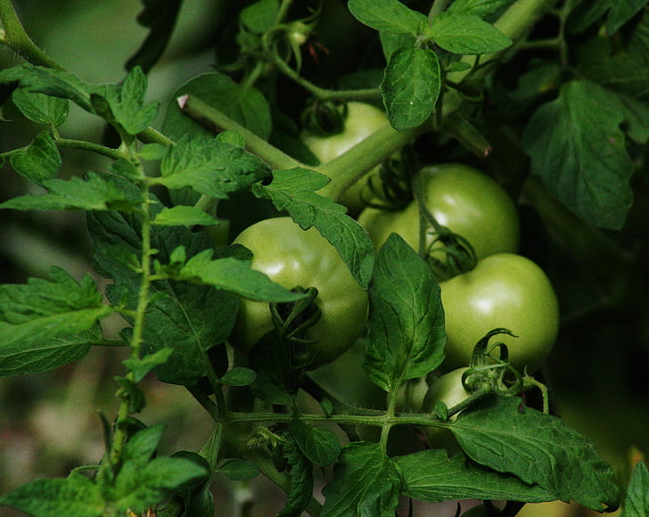 tomate, verde, comida, orgânicos, agricultura, vegetal, folha