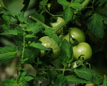 tomaat, groen, voedsel, organische, landbouw, plantaardige, blad