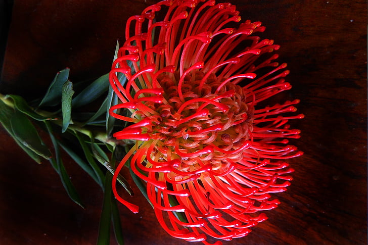 Das Protea, Blume, Bloom, Farbe