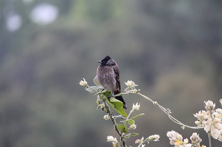 grigio, nero, uccello, che si appollaia, bianco, fiore, uccelli