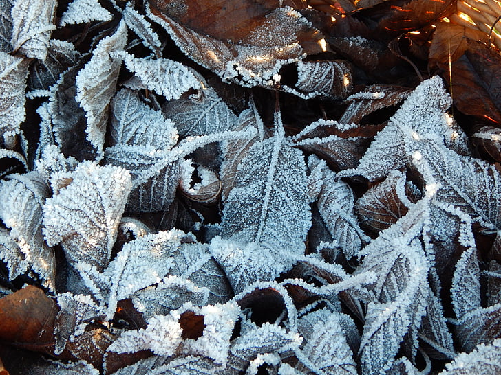 냉동, 겨울, 잎, 프 로스트