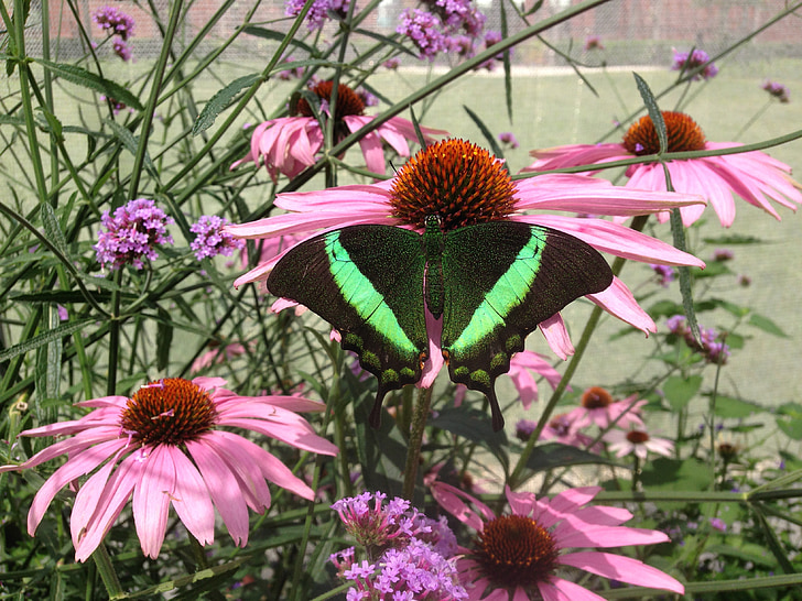 kupu-kupu, coneflowers, merah muda, hijau, musim panas, halus
