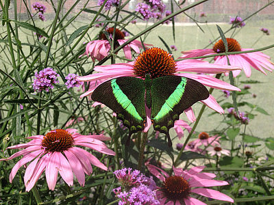 蝴蝶, coneflowers, 粉色, 绿色, 夏季, 微妙