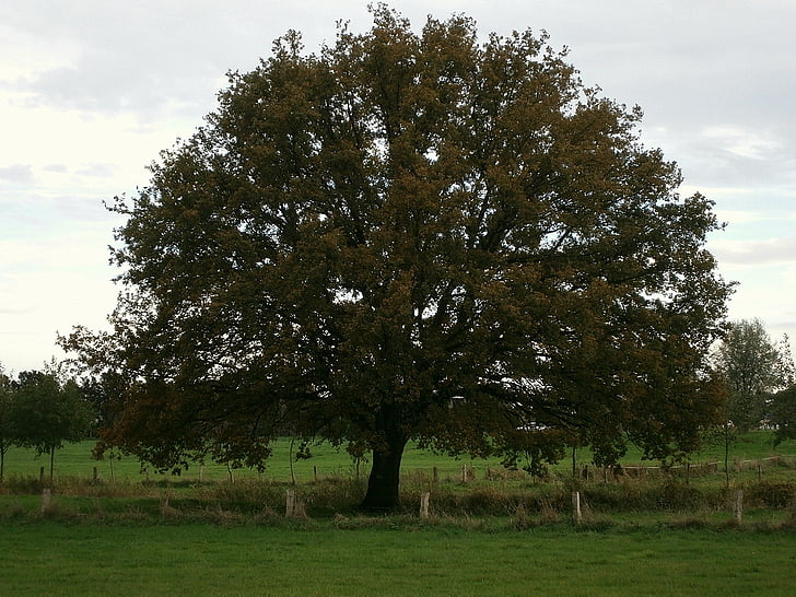 tree, large, massive, crown, coupling, fence, pasture
