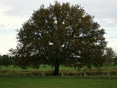 árbol, grandes, masiva, corona, de acoplamiento, cerca de, del pasto