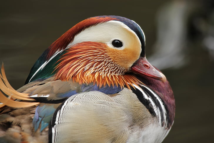 duck, mandarin, nature, bird, feather, plumage, animals in the wild