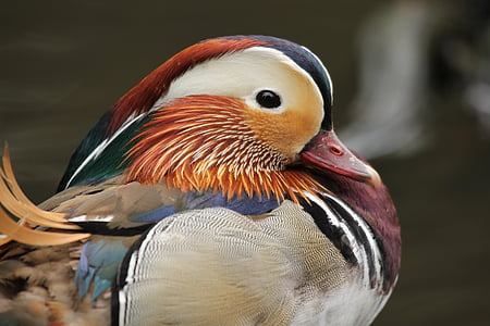 patka, mandarina, priroda, ptica, pero, perje, životinje u divljini