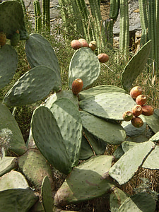 Cactus, Sud, fico d'India, fiori, pianta, vegetazione, esotici