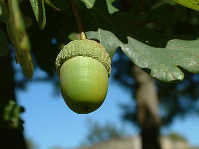 acorn, tree, nut, nature, leaf, plant, close-up