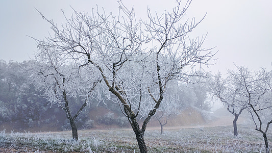 Frost, talvel, jõulud, puu, jää, Lumehelbed