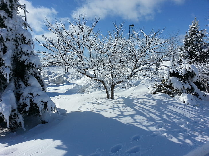 árvore, Inverno, Olaia ' moita do Norte, Cercis canadensis
