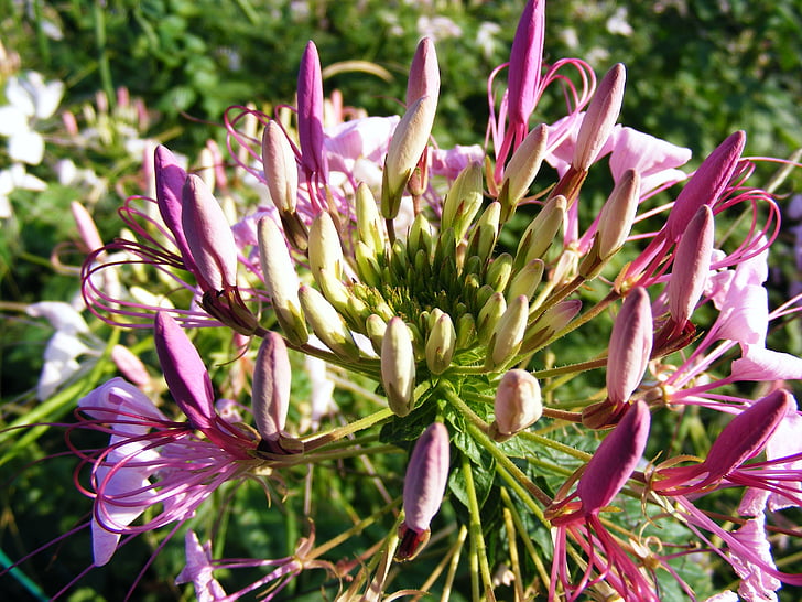 일반적인, 꽃, 그린, 허브, officinalis, 핑크, saponaria