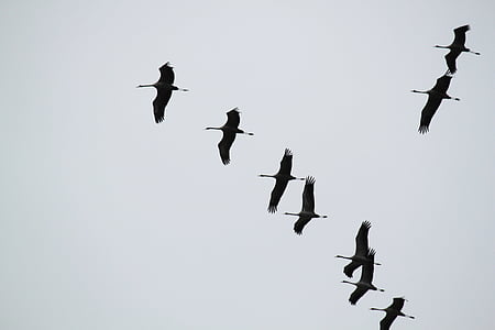 Crane, kawanan burung, burung-burung, burung, hewan, terbang pembentukan, dunia hewan