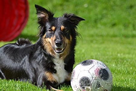 cane, collie di bordo, mobilità, palla, erba, paly, pallone da calcio