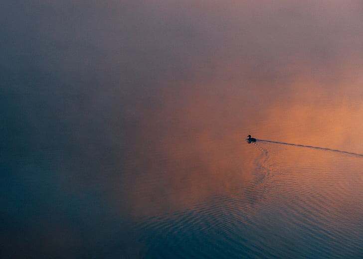 silhouette, duck, float, calm, body, water, animals