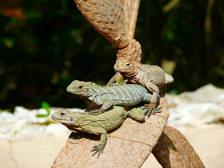 iguanas, árbol, animal, exóticos, República Dominicana, República, país