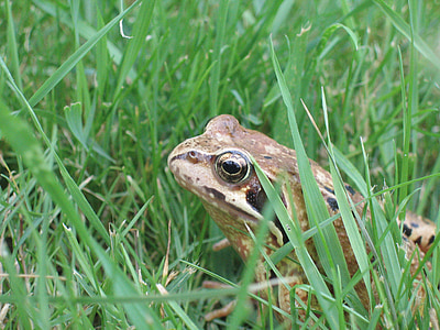 toad, frog, grass, green
