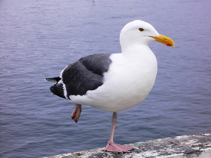 seagull, sea, bird, larus occidentalis, animal, nature, wildlife