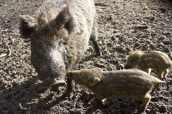 bache, 작은 돼지, 수렁, 보세요, 진흙, 돼지, 야생 멧돼지