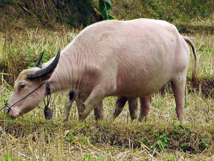 Laosas, balta buivolų, buivolų, balta veislė, vidaus, gyvūnų, traktorius