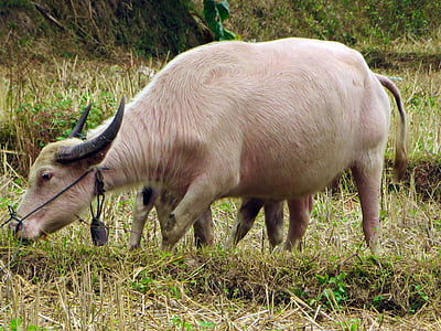 Laos, búfalo branco, Búfalo, variedade branca, doméstica, animal, trator