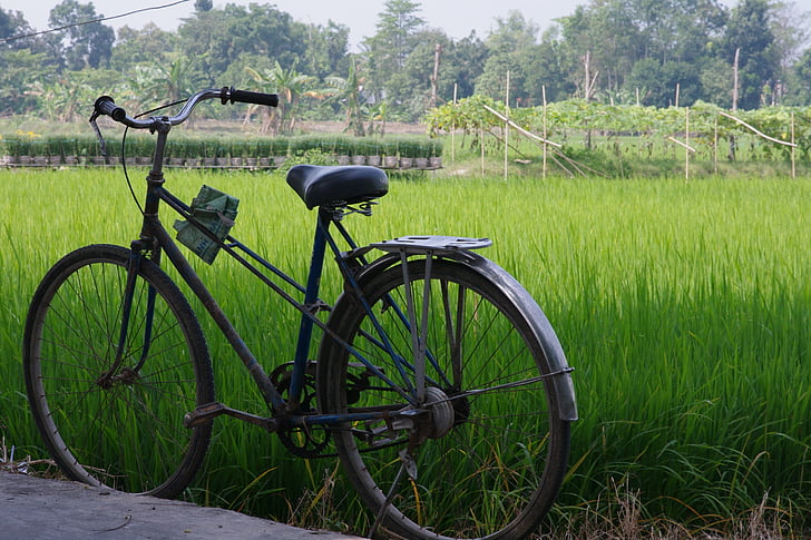 bicycles, bike, vehicles, greenery, grasses, paddy, fields